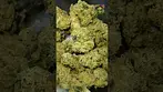 Green Karat | Modified Gas | UK Medical Flower | First Look