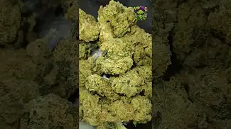 Green Karat | Modified Gas | UK Medical Flower | First Look
