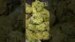 Video Thumbnail: VIP THC