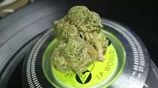 SOURDOUGH BY AURORA, UK MEDICAL FLOWER