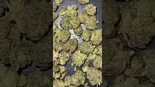 CheeseMon4 Video Thumbnail