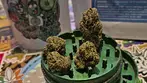 Clearleaf® GFZ T20 Goofiez Medical Cannabis Flower