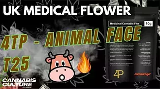 UK MEDICAL FLOWER | 4TP | ANIMAL FACE | T25 | AFC