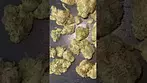 4C Labs Platinum Garlic PGL- T26  ~ 26% THC First Look  #PlatinumGarlic #THC #Cannabis