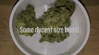 Wedding Pop Triangle by CuraLeaf Labs - Strain Review #04
