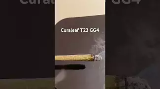 Curaleaf T23 GG4 burn