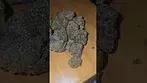 4C Labs Jokerz Review UK Medical Flower