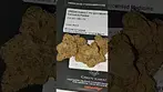 Green Karat Pavé S1 #UKMedicalCannabis #MedicalCannabisUK #PatientExperience #CannabisEducation