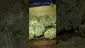 Video Thumbnail: VIP THC