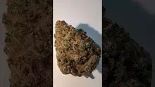 Konna Video Thumbnail