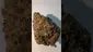 Video Thumbnail: Konna
