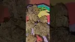 Gelonade  #cannabiscommunity #weedchannel #medicalcannabis #420 #medicalweed #medical  #highlife