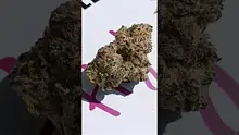 HighThoughts Low Focus Video Thumbnail