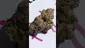 Video Thumbnail: HighThoughts Low Focus