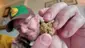 Video Thumbnail: med canna diaries