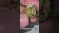 Video Thumbnail: Medicated Mate