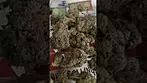 Aurora pedanios sourdough. uk medical Canadian grown 