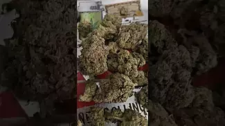 Aurora pedanios sourdough. uk medical Canadian grown 