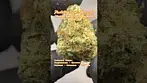 Plantation Ceres: Mango K (A closer look & Terp breakdown)