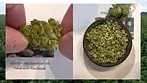 NOIDECS T18 Sativa Gorilla Glue