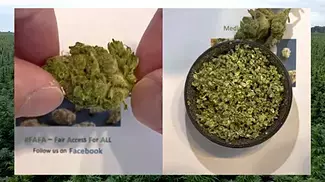NOIDECS T18 Sativa Gorilla Glue