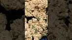 UPSTATE SUNSET SHERBET (UK PRESCRIPTION MEDICATION)