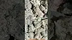 4c labs cold creek Kush 26% thc night time smoke #medicalcannabis