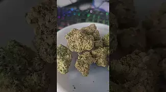 Gelato Orange Cake Lot420 AAAA Review #shorts