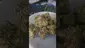 Video Thumbnail: Eazypax420