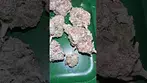 Black kettle gushers uk medical #uk #medical #patient #youtubeshorts #flowers