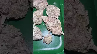Black kettle gushers uk medical #uk #medical #patient #youtubeshorts #flowers