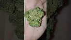 Hexacan (Mango25%Thc&1%Cbd) Legal Medical Prescription Cannabis Unpacking Review
