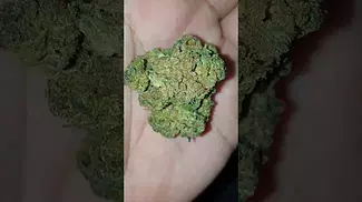 Hexacan (Mango25%Thc&1%Cbd) Legal Medical Prescription Cannabis Unpacking Review