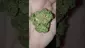 Video Thumbnail: Mayor Green