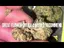 Video Thumbnail: BabyzBudz