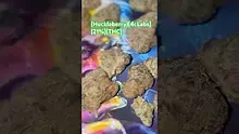 GIggzy Medical Buds Video Thumbnail