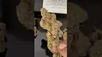 Phant d1  UK Medical