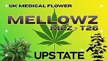 Cannabis Culture  Video Thumbnail