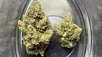 Lot420 AAAA T26 Gelato #33 REVIEW 