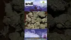 Wedding Cake Crash Flower #medicalcannabis #shorts #sundial #4cLabs #LATPaudio