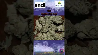 Wedding Cake Crash Flower #medicalcannabis #shorts #sundial #4cLabs #LATPaudio
