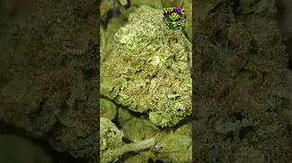 Upstate | Cinderella 99 | UK Medical Flower | First Look