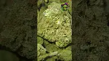 VIP THC Video Thumbnail
