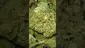 Video Thumbnail: VIP THC