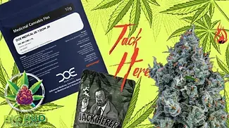 Jack Herer by Dank Of England D.O.E T28 : Medical Cannabis Review - Repeat Prescription 