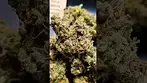 4C LABS BLUE SUNSET ( UK PRESCRIPTION MEDICATION )