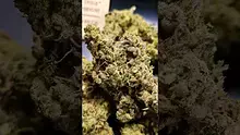PrescribedBouquet Video Thumbnail