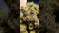 Video Thumbnail: PrescribedBouquet