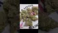 Video Thumbnail: HighThoughts Low Focus