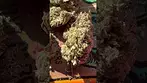 Upstate Imperial Mimosa Flower imperialmimosa upstate imperiumx mimosa ukmedicalcannabis